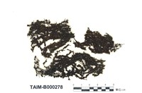 藏品(日本簑苔)的圖片